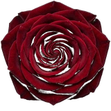 Crimson Velvet Rose